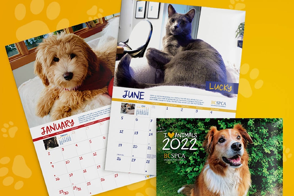 BC SPCA opens submissions for 2023 calendar contest Vancouver Island