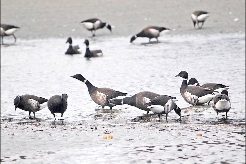 28042149_web1_220209-PQN-Parksville-Beaches-Dogs-BRANTGEESE_1