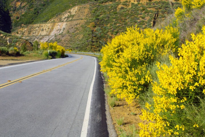 28482559_web1_220324-SNM-Scotch-Broom-Sooke-SHUTTERSTOCK_1