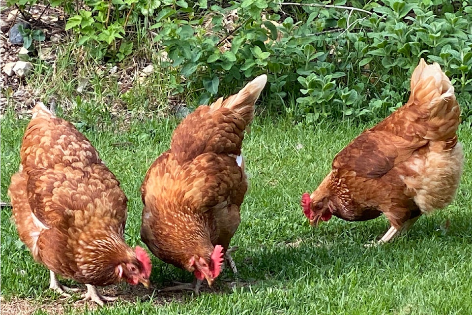 Many countries are requiring culls when bird flu is detected. A 91ԭ City resident suggests a new approach is needed. (Angie Mindus/Black Press Media)