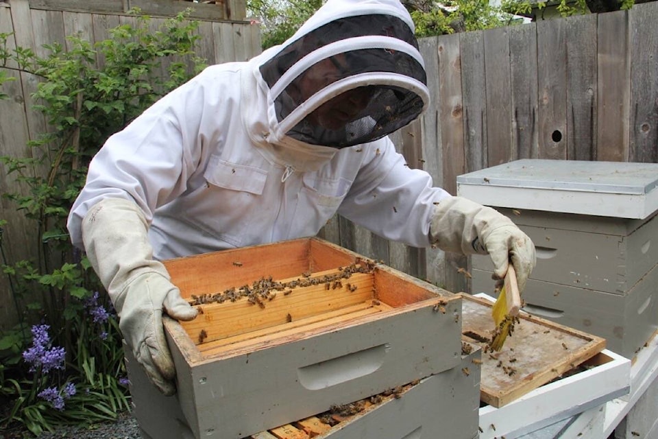 Bill Cavers tends to the hive in his Fairfield yard. (Christine van Reeuwyk/News Staff)