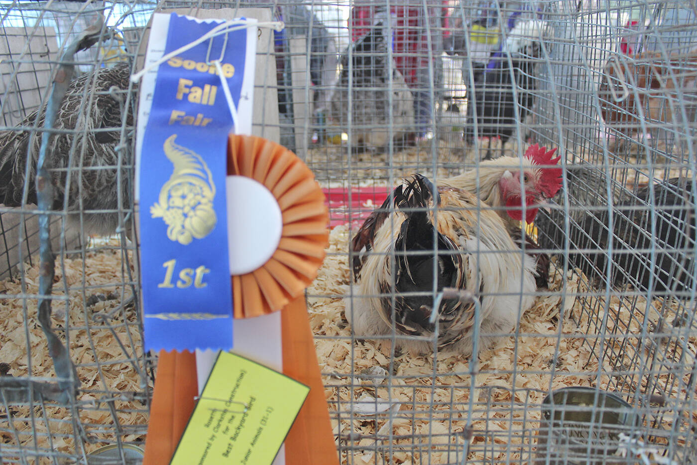 29563788_web1_170913-SNM-Fallfair6