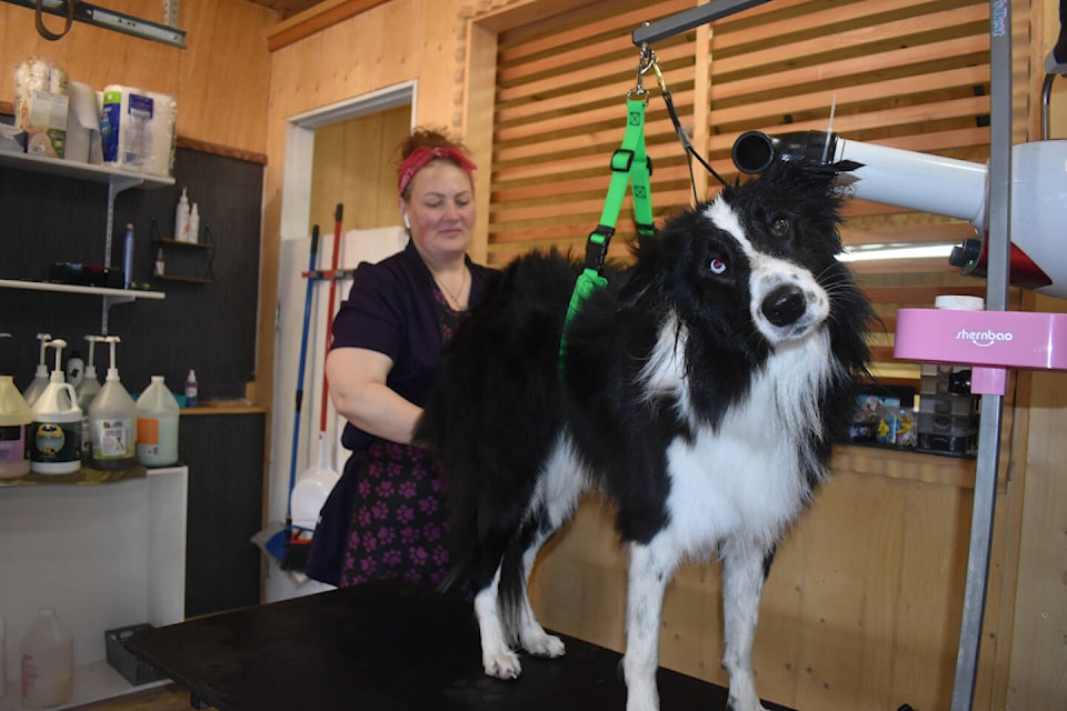Nataliia Lishchinska gives a border collie special treatment at Far Fetched Grooming in Courtenay. Photo by Terry Farrell
