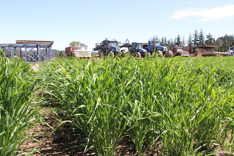 The Capital Regional District has two alternative approval processes underway for two potential new services in Greater Victoria – including a regional foodlands access service that would look to purchase or lease agricultural land. (Efteen file photo)