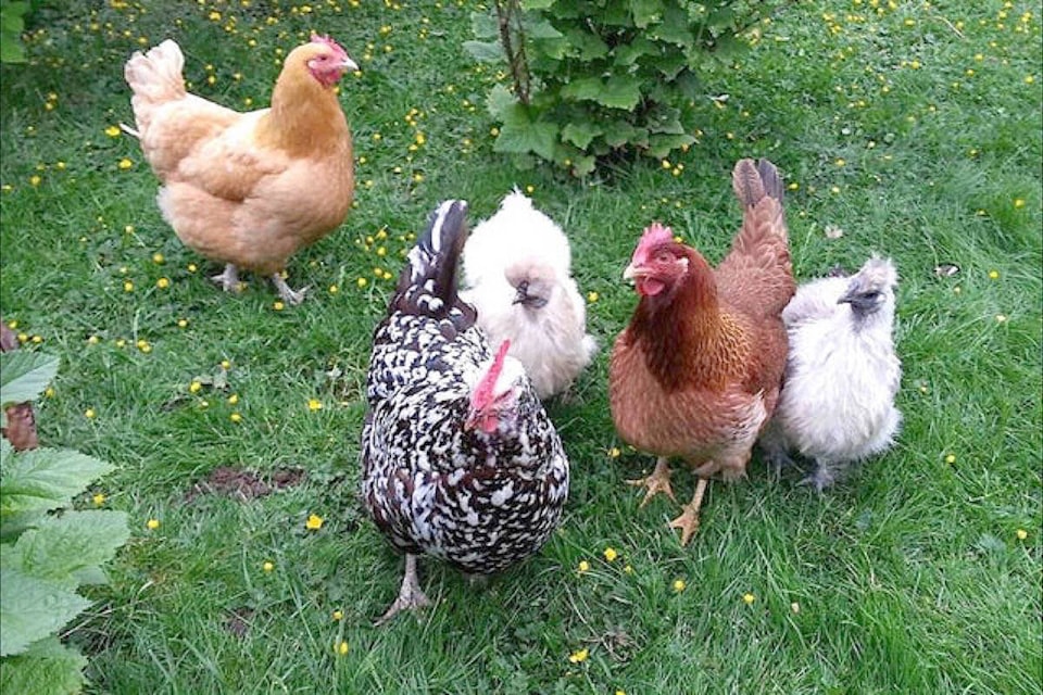 29668136_web1_220706-PQN-Poultry-Bylaw-Adopted-chjickens_1