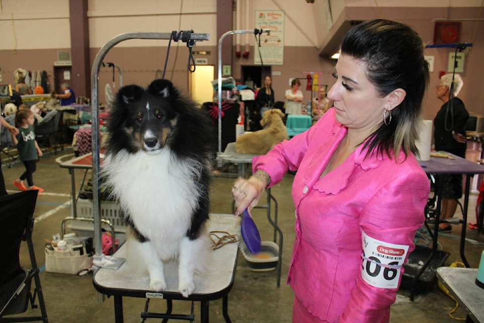 Carolyne Cybulsky of Winnipeg shows and grooms this Sheltie named Bauer of B.C. at the Alberni Valley Kennel Club, Oct. 14-16, 2022 at Glenwood Centre. (SONJA DRINKWATER/ Special to the AV News)