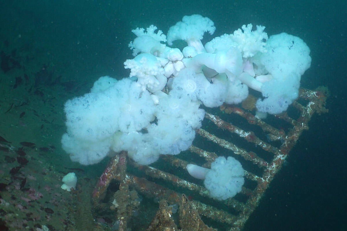 Artificial reef near Campbell River to be featured in Indigenous