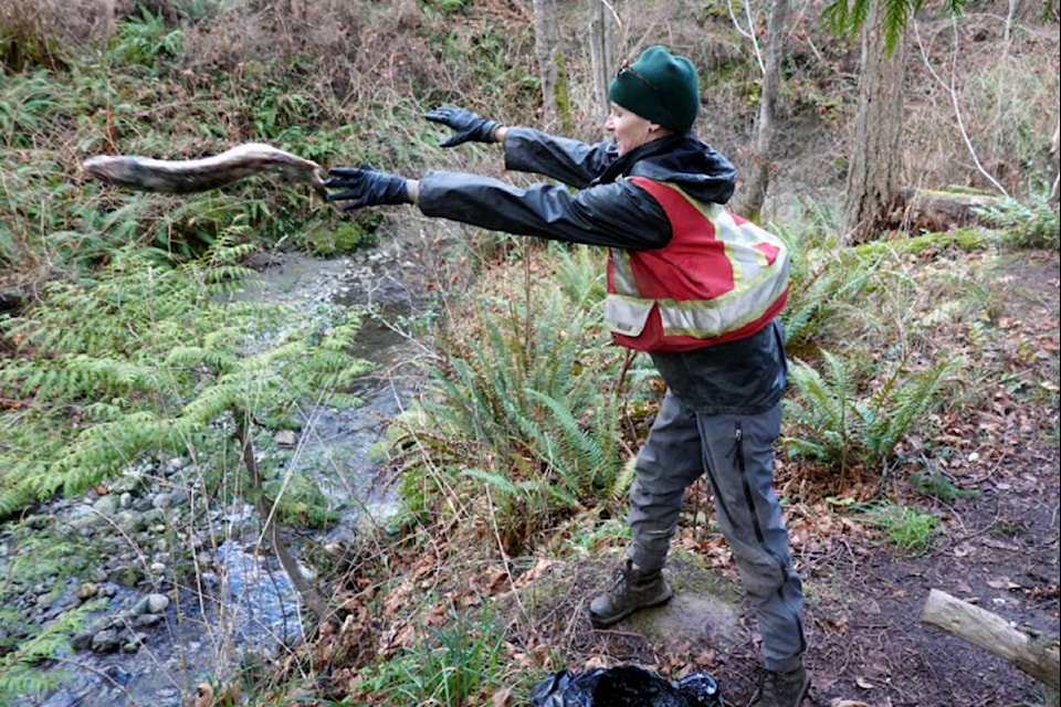 Residents are invited to help deposit salmon carcasses in PKOLS’ Douglas Creek on Jan. 14. The public portion of the 2021 Salmon Carcass Transplant event was cancelled due to COVID-19 but the District workers, along with Darrell Wick, president of the Friends of Mount Douglas Park Society, ensured 120 salmon bodies still arrived in the creek. (Photo Courtesy Darrell Wick)