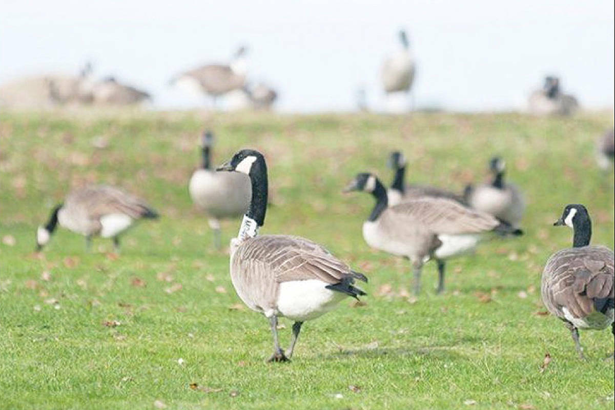 23 geese killed by cars in 3 days time in Richmond sparking