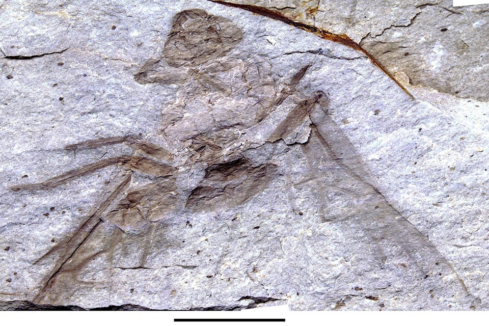 32050765_web1_230309-PSS-fossil-_1