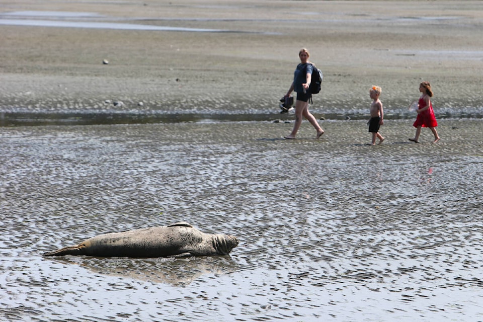 A young elephant seal is seen lounging as it moults while a family walks by in the distance at Witty’s Beach Thursday (May 18). (Justin Samanski-Langille/News Staff)
