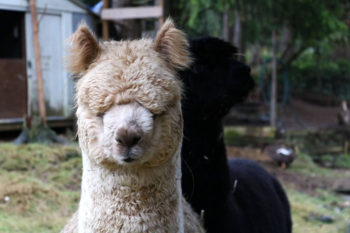 Troy Dignam farms alpacas, sending the wool to a mill in Alberta which can then be turned into socks. (Black Press Media file)Troy Dignam farms alpacas, sending the wool to a mill in Alberta which can then be turned into socks. (Black Press Media file)