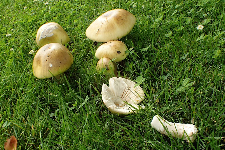 Death cap mushrooms are popping up in Oak Bay, prompting a warning from the district. (Adolf and Oluna Ceska file photo)