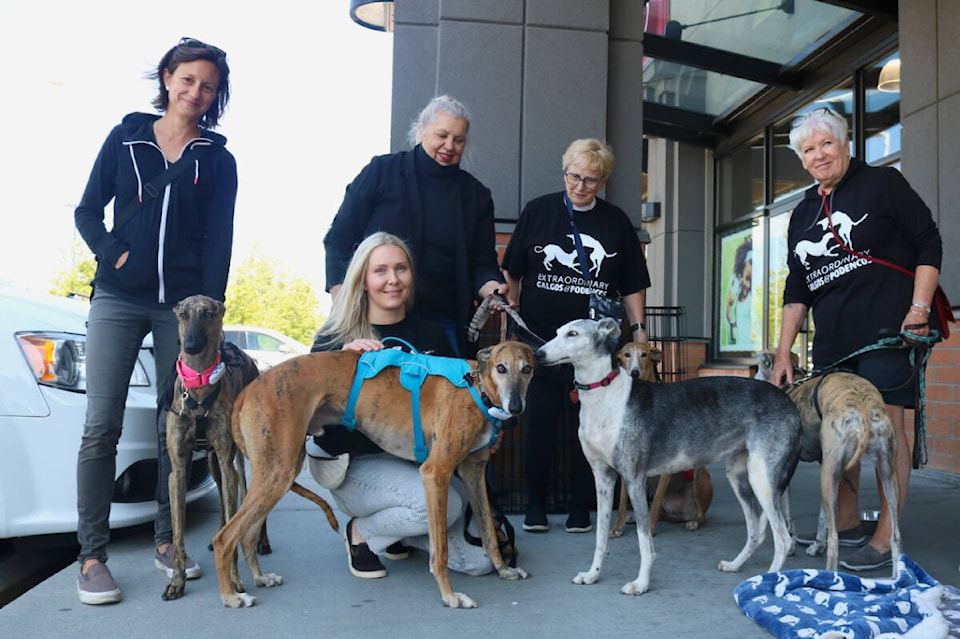 33244283_web1_230707-GNG-Langford-galgo-adoption-adoption_1