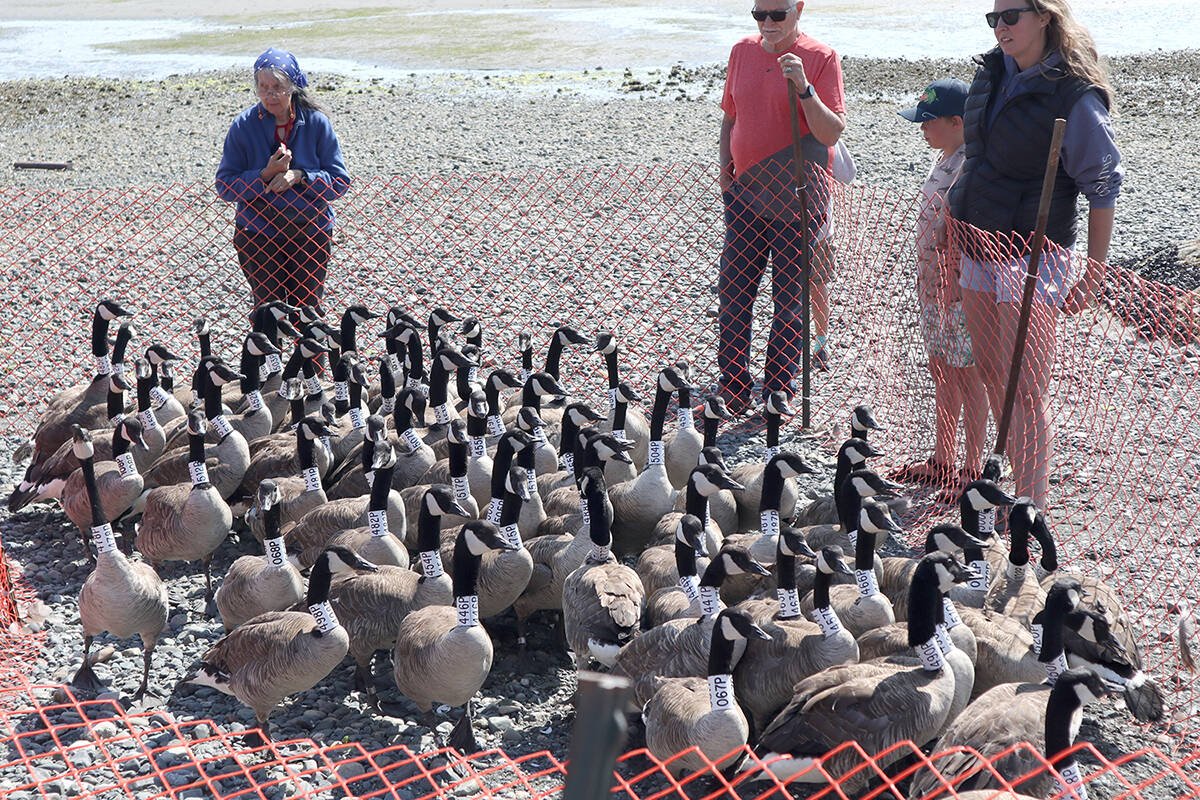 Researchers tag Canada geese to help City of Nanaimo control
