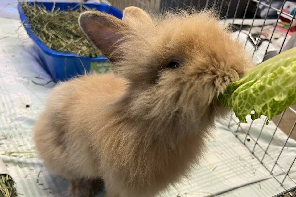 Brad Pitt is one of the rabbits available for adoption in the BC SPCA’s half-price ‘bunanza’ event, July 14-23. (Contributed photo)