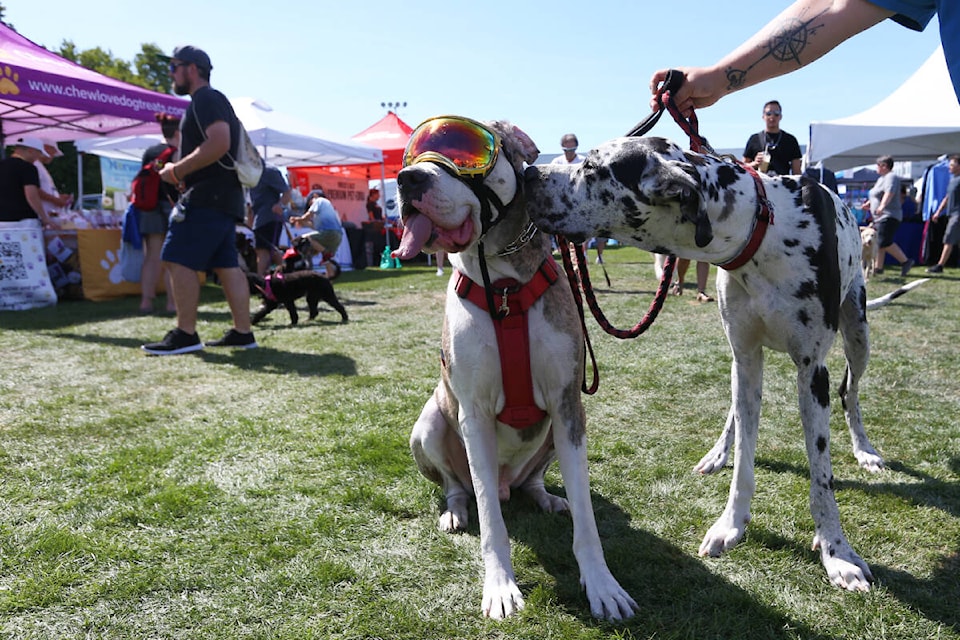 The Day of the Dog's organizer withdrew his application to host the canine-friendly celebration in Oak Bay. (ronaldomanosa file photo)