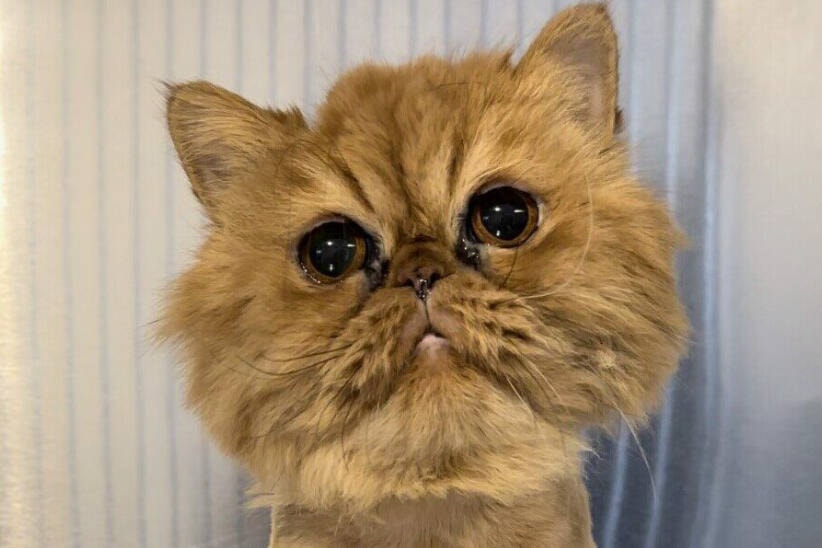 An emergency alert from BCSPCA Friday (Oct. 27) says an animal protection officer was recently confronted with the “heart-wrenching scene of neglect” when seeing the ginger Persian cat, now named Danny, abandoned in a Lower Mainland apartment. (BCSPCA)