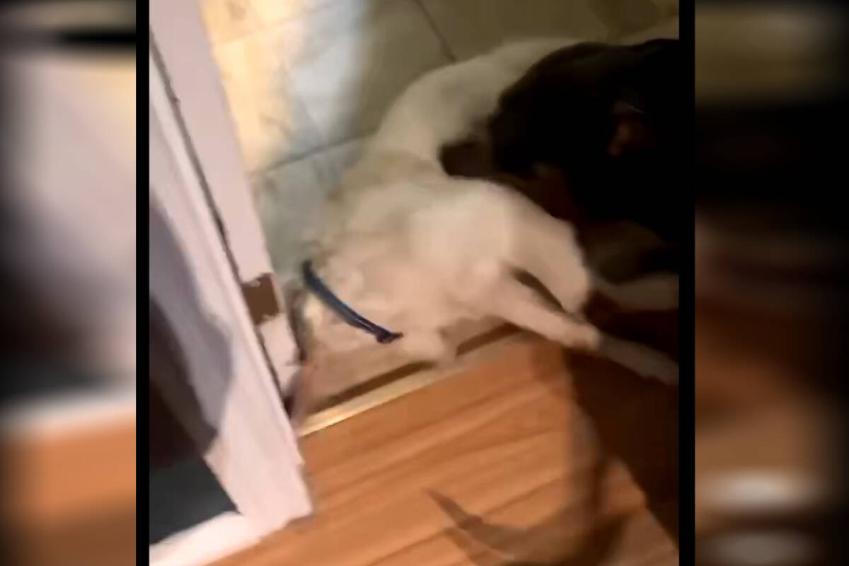 A video screenshot captured by police shows a pit bull attacking a goat in a Merritt home. (Merritt RCMP)