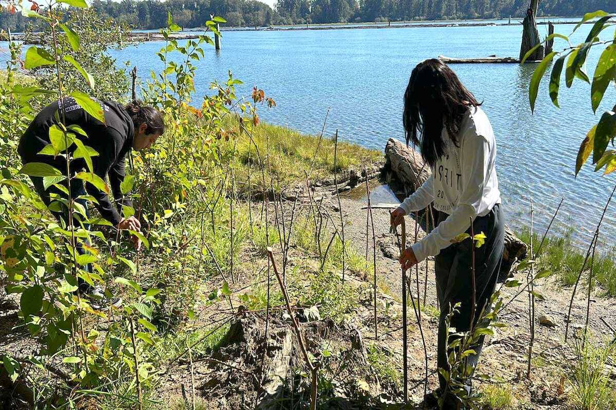 Youth Climate Corps BC members in Vancouver partnering with Ducks Unlimited to do a wetland conservation technique that involves planting willow branches. (Courtesy of Sam Kutyauripo/Youth Climate Corps BC)