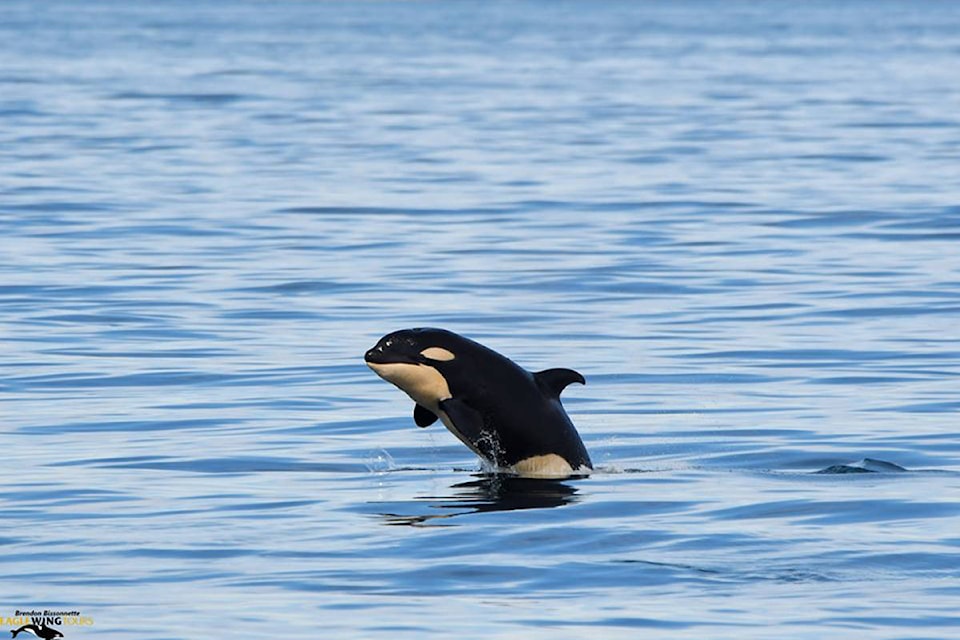 Baby Orca Baby Orca