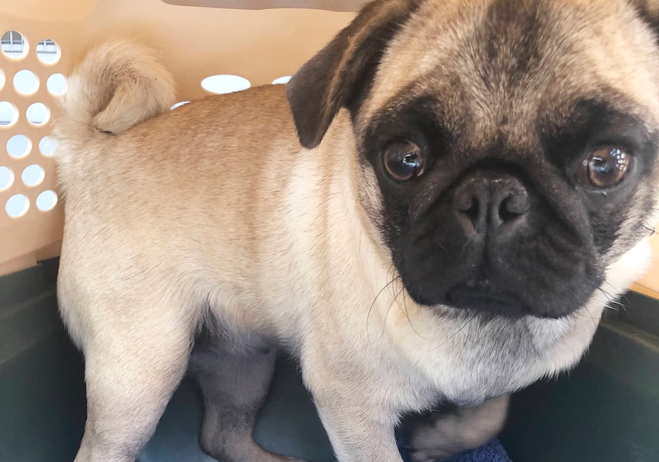 Spca pug best sale