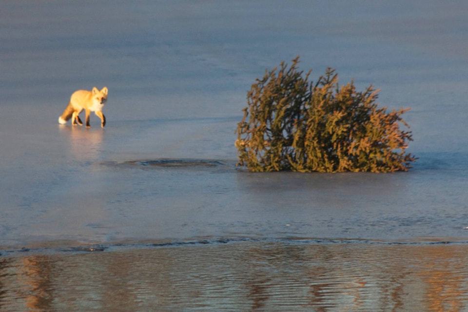 A fox seen close to the tree that is put on the Nechako river every year as a tradition.