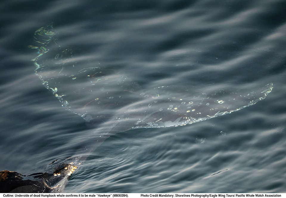 22905705_web1_201005-GNG-DeadHumpbacks-Whales_1