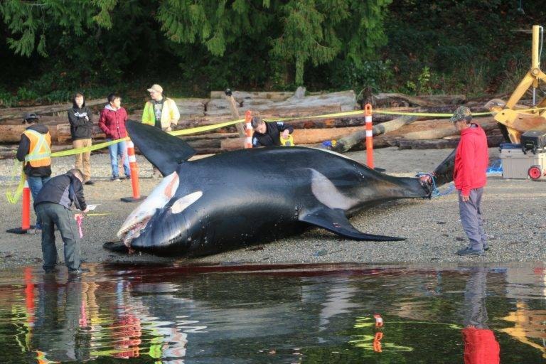 23512676_web1_201210-PRU-Killer-Whale-Deaths-beached-whale_1