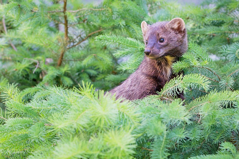 Fishers prefer landscapes with large areas of connected forest, said the Forest Practices Board. (Loney Dickson photo)