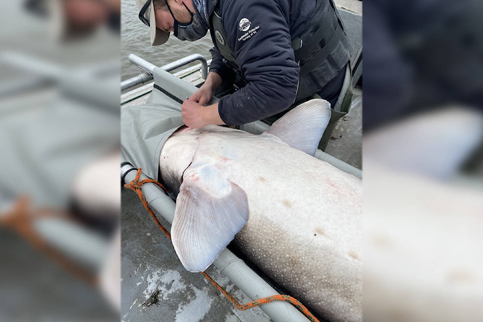 25422140_web1_210608-CCO-BiggestSturgeonYet-Nechako-White-Sturgeon-Recovery-Initiative_1