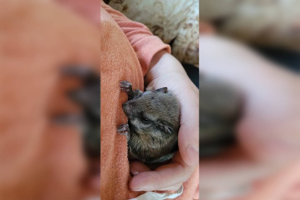 25715260_web1_210708-OEB-FlyingSquirrelRescued-baby-flying-squirrel_1