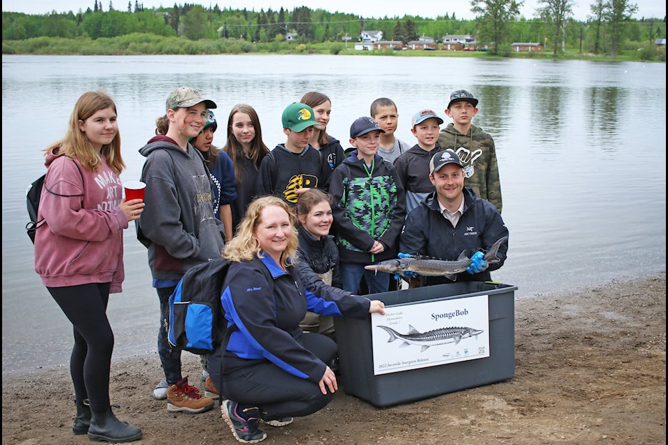 The annual Sturgeon release was held Friday, June 3 at Riverside Park in Vanderhoof. Over 600 students participated in the event with 1000 Chinook Salmon fry released along with 63 Nechako White Sturgeon. Shown is a 2-year-old Sturgeon named SpongeBob photographed before being released into the Nechako. Story continued on page 5. (Photo - Aman Parhar/Omineca Express)