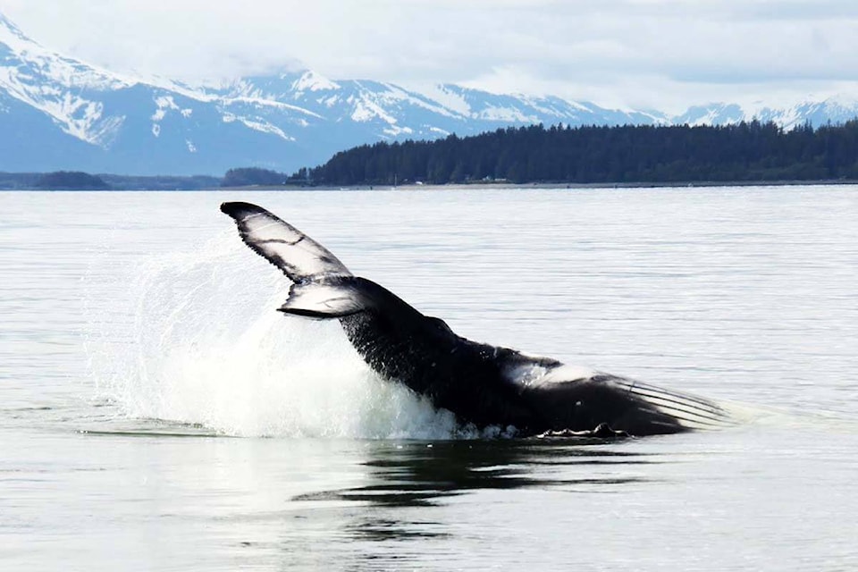 31347980_web1_221219-LJI-BC-humpbacks-endangered-list_1