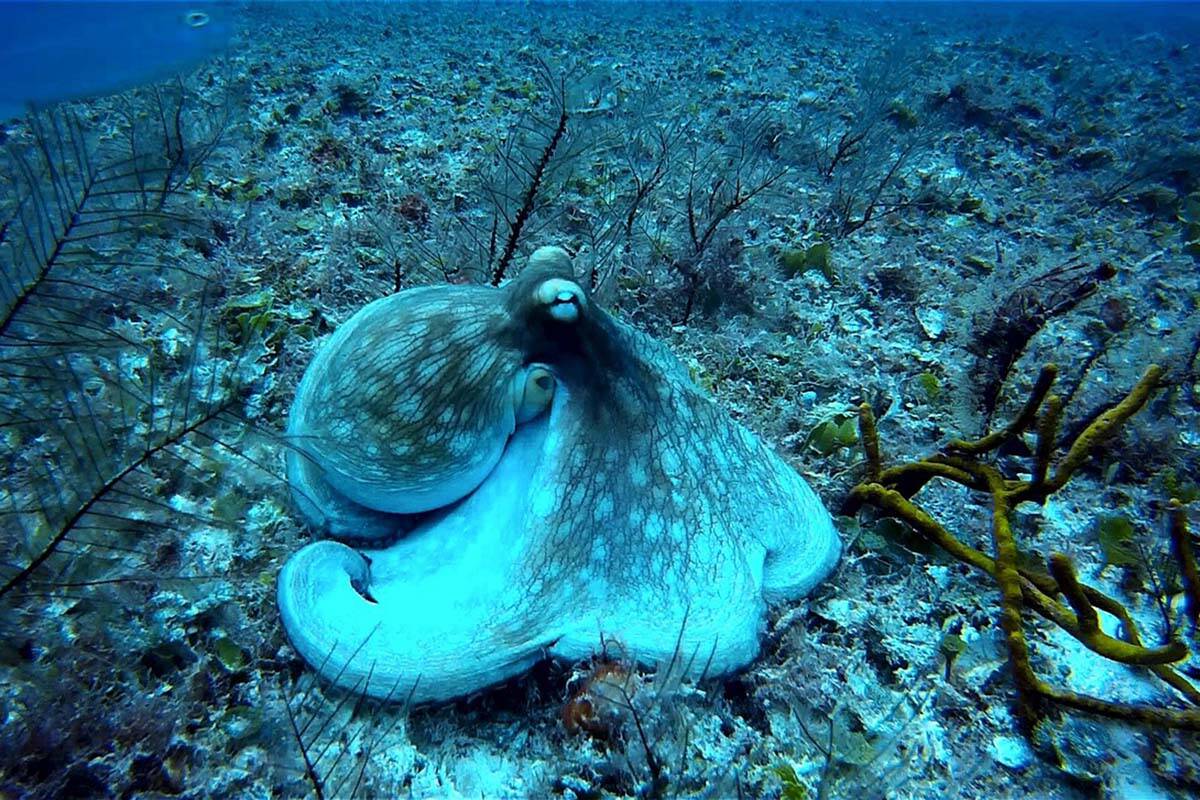 Animal welfare groups and some academics have serious concerns about the ethical and environmental implications of a growing interest in farming octopuses. (Credit: Pixabay)