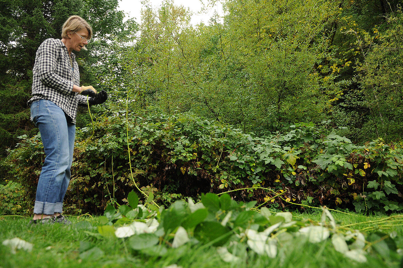 Clare Baskerville with Choreography of Trust, an international collective of women artists, removes thorns from blackberry brambles for an art project at Cultus Lake on Tuesday, Sept. 26, 2023. (Jenna Hauck/ Chilliwack Progress)