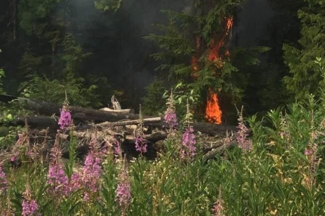 Fireweed from a previous fire with a new fire behind.