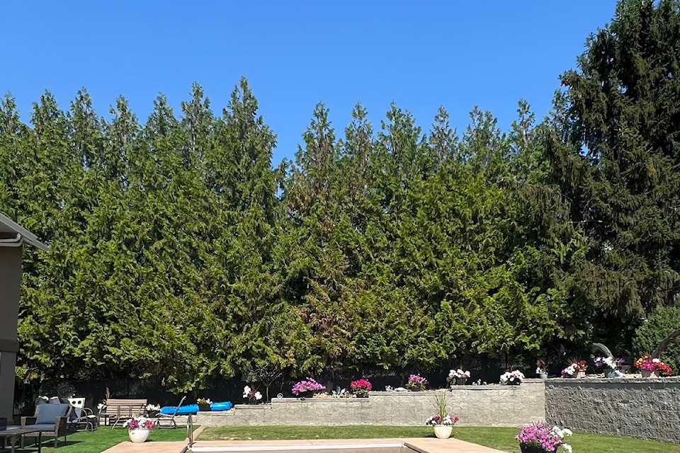 A Vernon resident doesn't want to see the cedar trees next to her property cut down, which the city plans to do as a wildfire risk management project starting Monday, Aug. 12, 2024.
