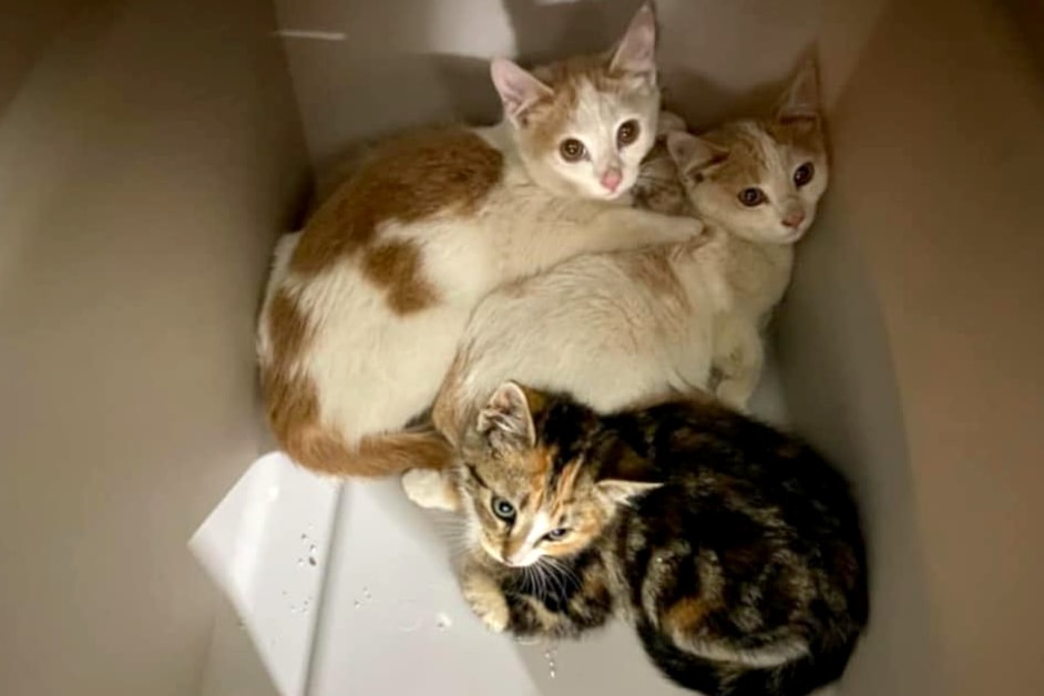 These kittens were found in a shipping container in Lumby.