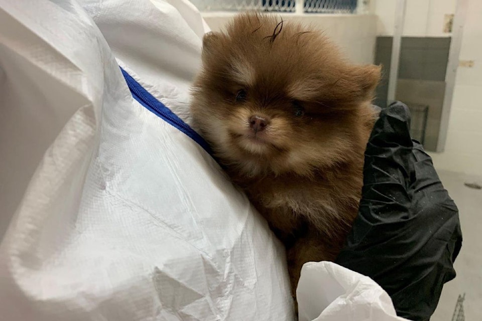 The Pomeranians were seized from a breeder who were housing the animals in a garage with no ventilation or A/C.