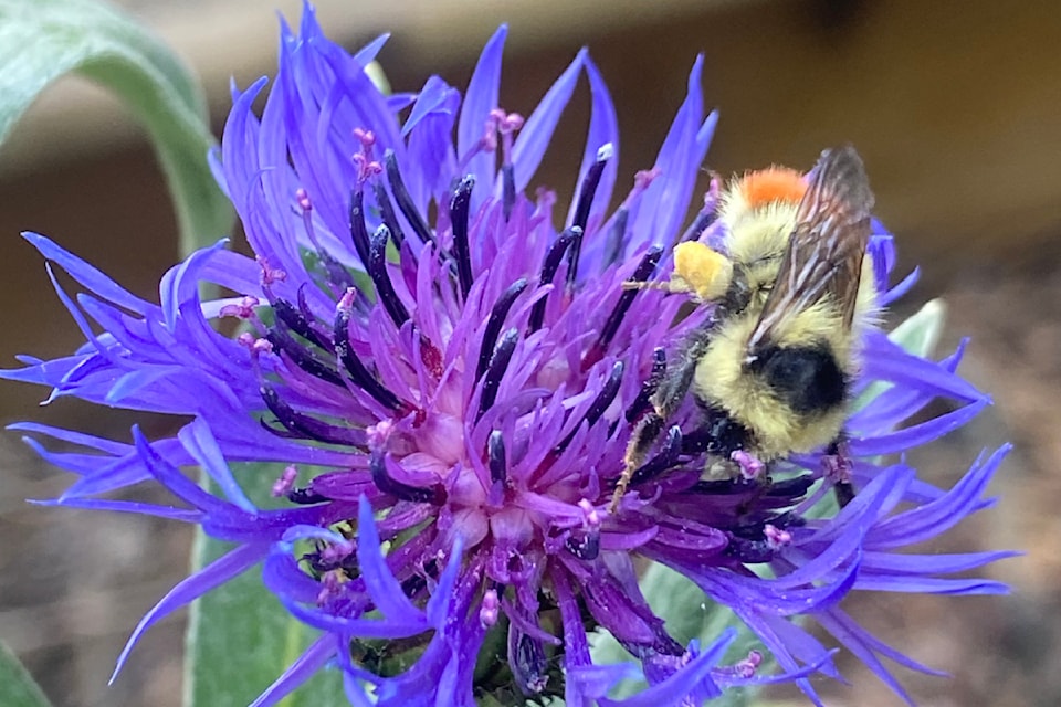 240718-vms-bee