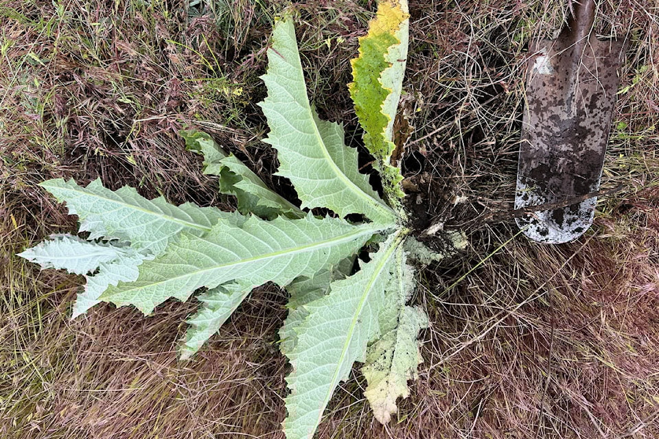 240718-vms-weeds