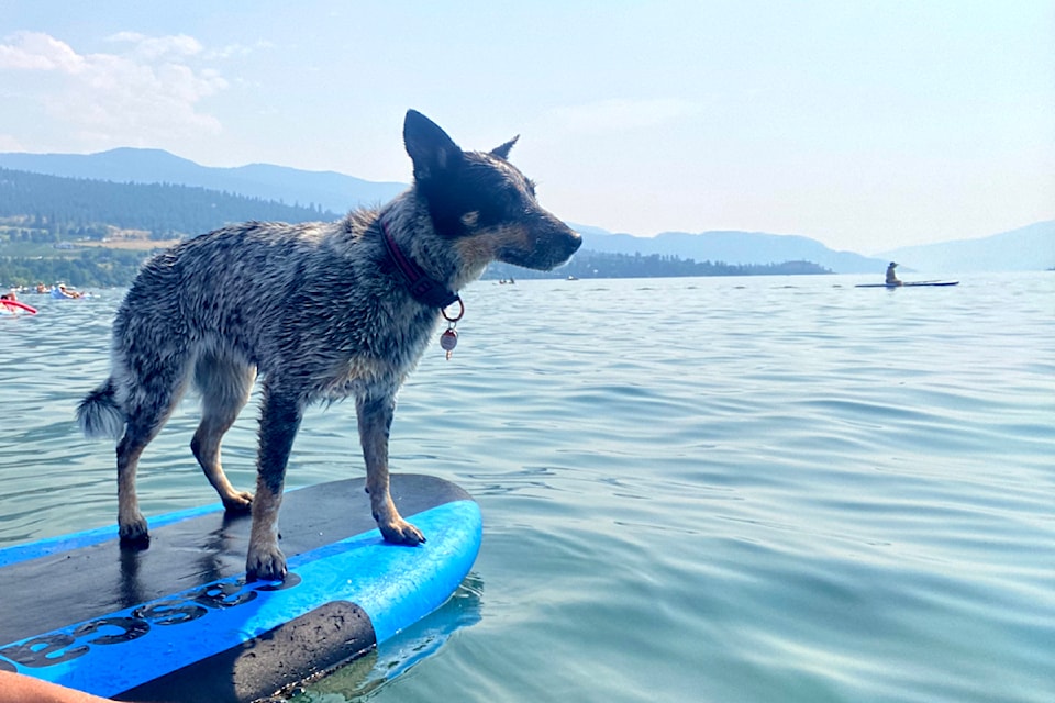 240725-vms-paddlepup