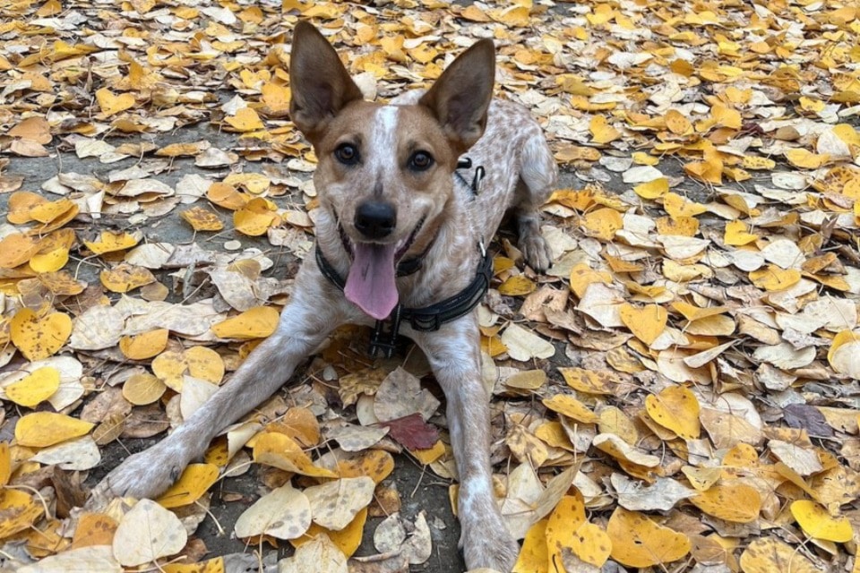 Vernon's Abby the Australian Cattle Dog was selected from 43,000 entries to be in the 2025 Companins for Change calendar. The calendars went on sale at Bosley’s by Pet Valu stores in B.C. Monday, Nov. 4, 2024. 