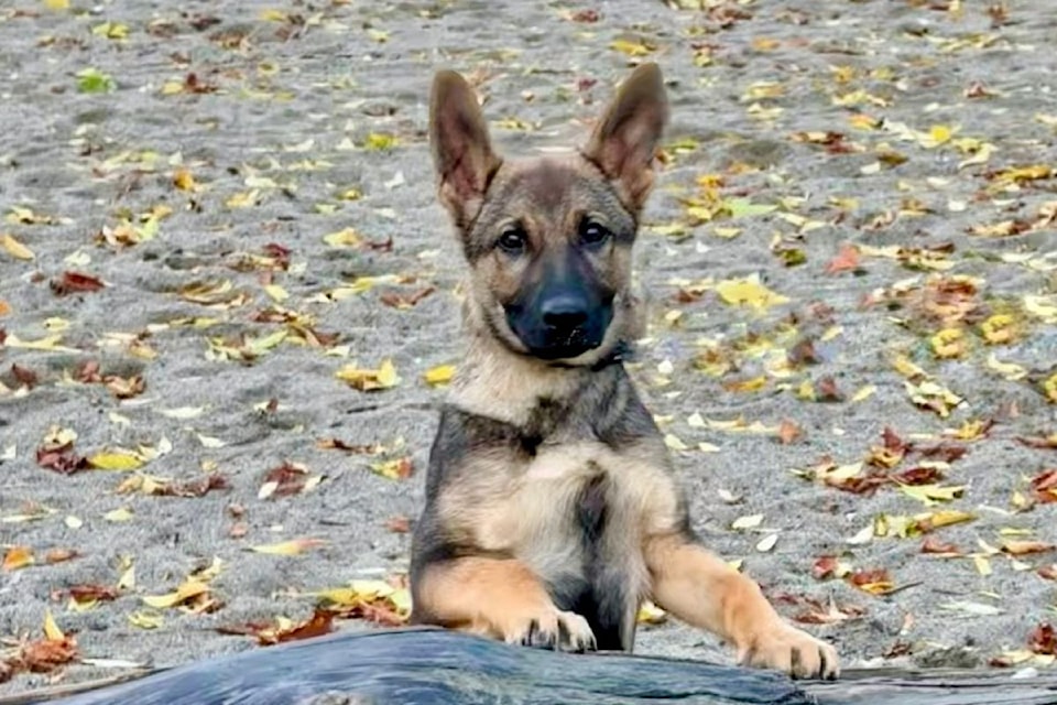 Trace is the newest police dog for the Vernon RCMP.