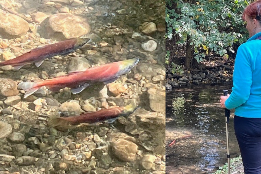Roseanne Van Ee watching the Kokanee spawn at Coldstream Park.