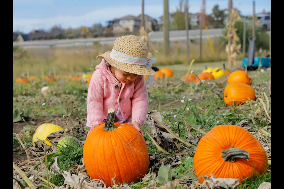 Julianna Fairbairn, 18 months, finds the perfect pick at the Silverstar Veggies U-Pick Pumpkin Patch Oct. 5.

