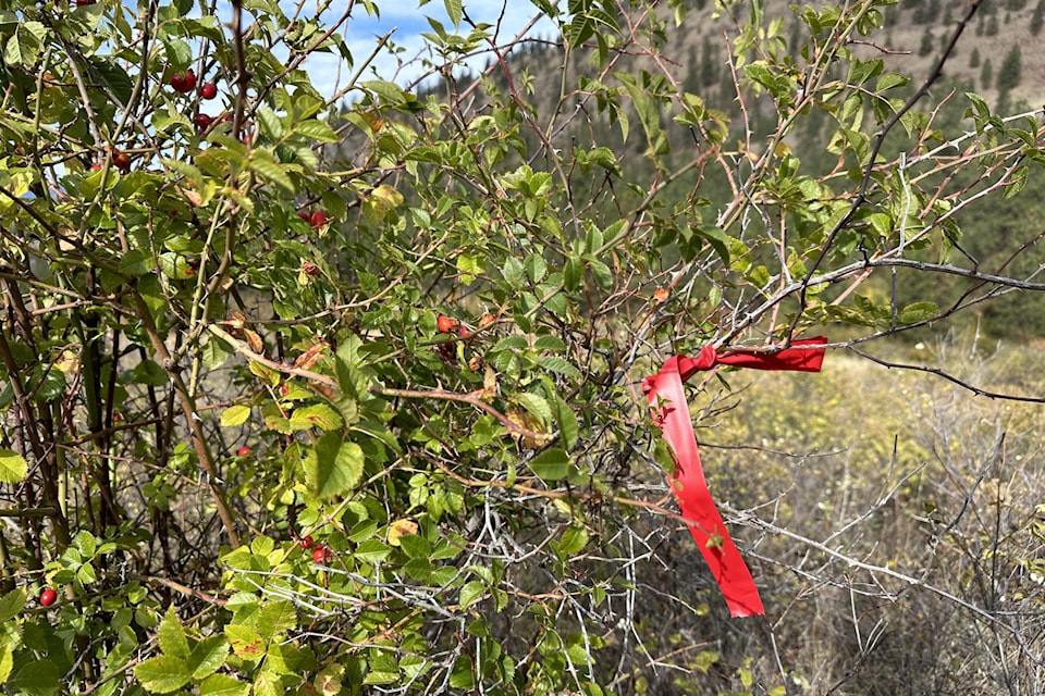 Invasive woody shrubs are identified to be removed in Kalamalka Lake Provincial Park.