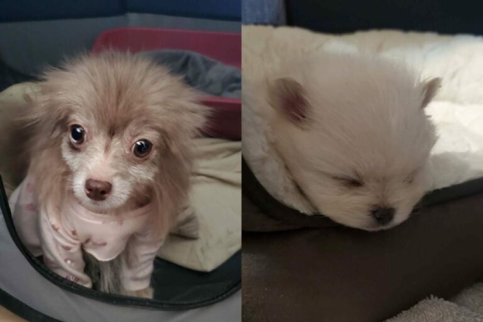 Padme in her pyjamas with one of her puppies, Shmi. Padme gave birth to three pups after being seized by the SPCA.
