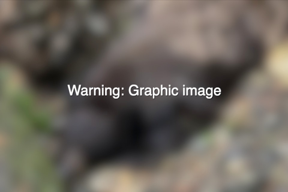 Warning: Graphic image